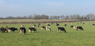 cows